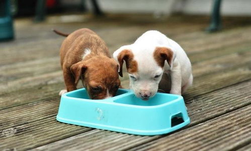 幼犬与老犬饮食需求