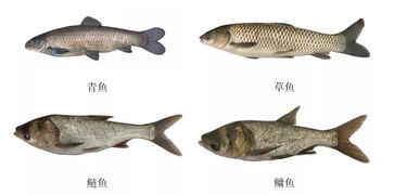 鉴别宠物鱼种类