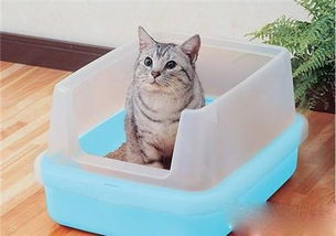 教猫咪使用猫砂盆