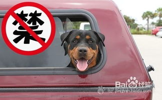 狗狗坐车怎么系安全
