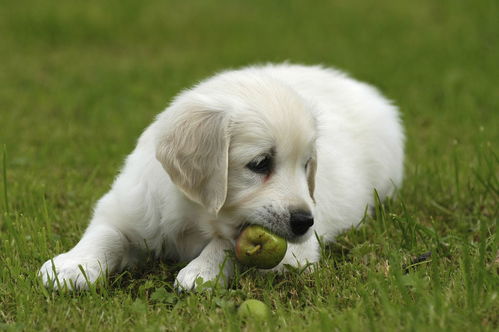 宠物犬可以吃葡萄吗