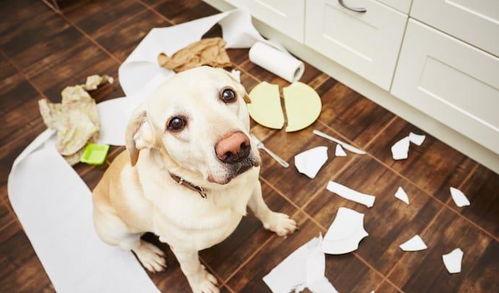 犬分离焦虑症