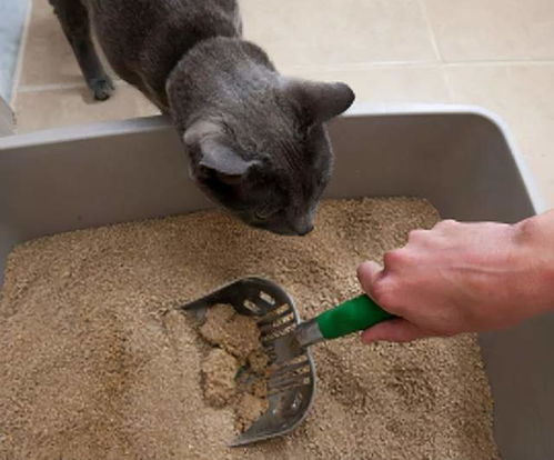 猫如何使用猫砂盆排