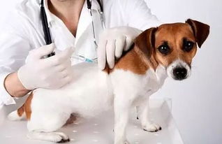 宠物疫苗几针
