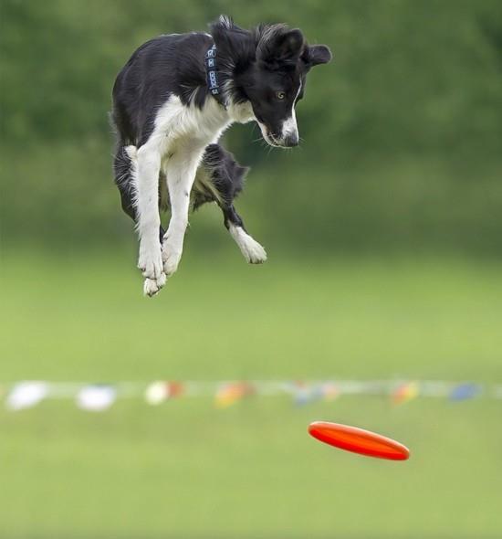 怎么训练狗狗跳高