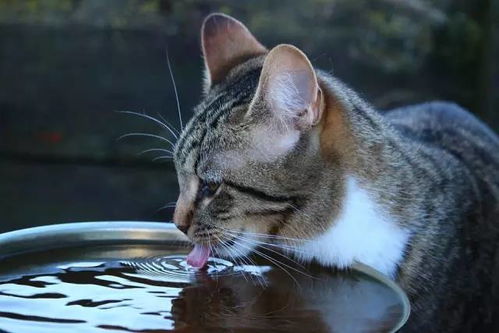 猫咪湿猫粮一天吃多