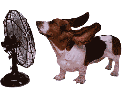 宠物防暑降温文案怎