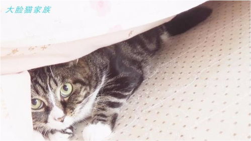 猫猫的床铺